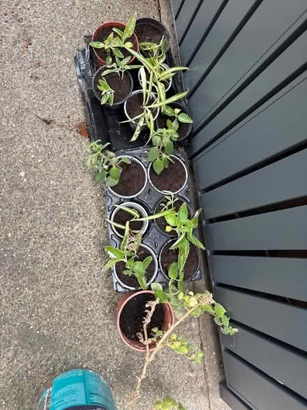 Photo of free House plant babies (E8) #1