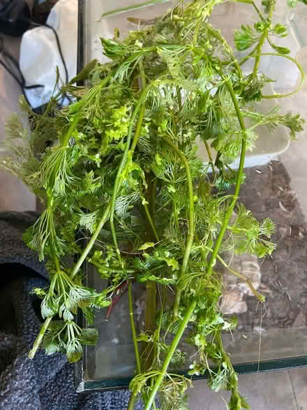 Photo of free Aquarium plant cuttings (Huyton L36) #3