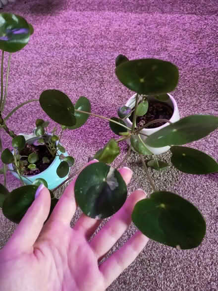 Photo of free Pilea peperomioides (Llanymynech SY22) #2