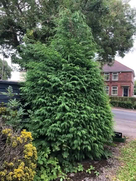 Photo of free Shrubs (Wisewood S6) #1