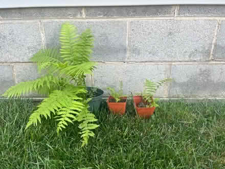 Photo of free Fern plants (Ridley Park) #1