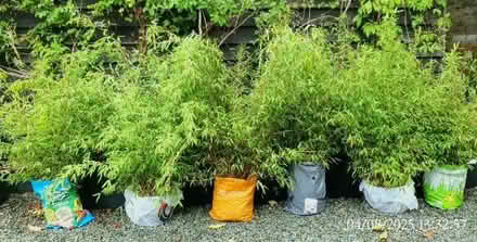Photo of free 6 Bamboo Shrubs, Non-Invasive (Llangynllo LD7) #1