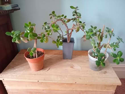 Photo of free Indoor succulent plants (Eastbourne BN20) #1
