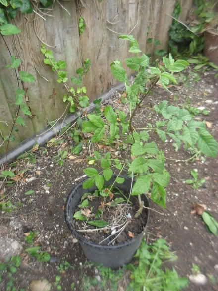 Photo of free Ash tree in pot (Seaford BN25) #1