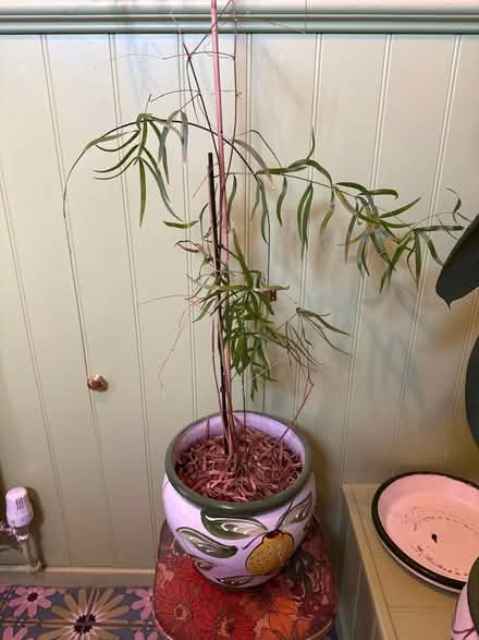 Photo of free Plant and plant stand (Prenton) #1