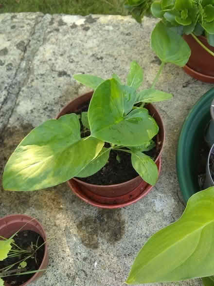 Photo of free Calla lilies - new shoots (Sonning Common RG4) #2