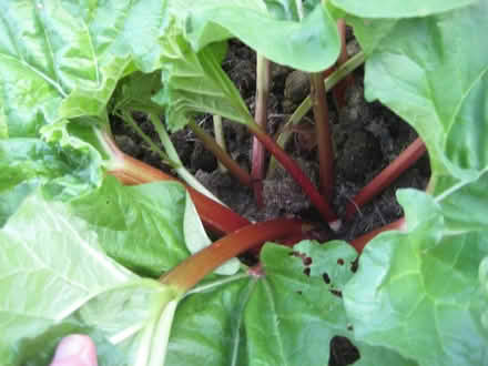 Photo of free Fresh cut rhubarb (Crookham Common) #2