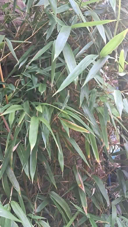 Photo of Bamboo (Holloway road N4) #1