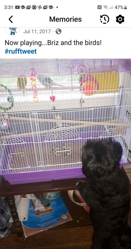 Photo of free Bird Cage (W. Groton) #1