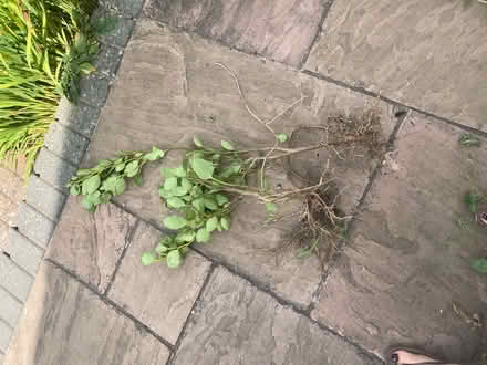 Photo of free 2 x Griselinia littoralis (Pagham PO21 4) #1