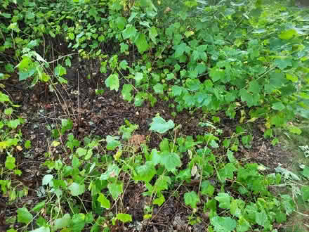Photo of free red currant bushes (Dixie and Clark Bramalea) #1
