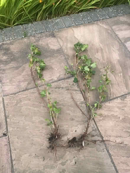 Photo of free 2 x Flowering currant plants (Pagham PO21 4) #1