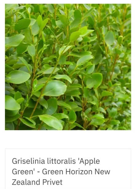 Photo of free 2 x Griselinia littoralis (Pagham PO21 4) #3