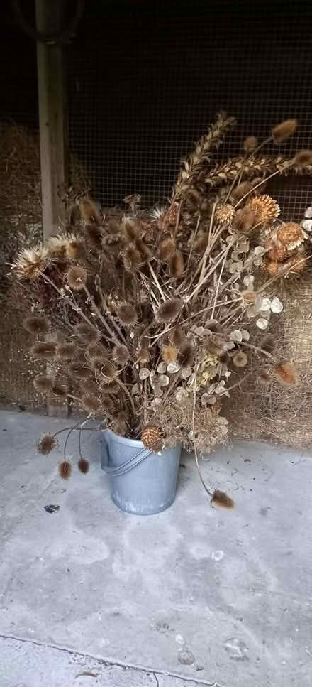 Photo of free Dried flowers (North Leverton) #1
