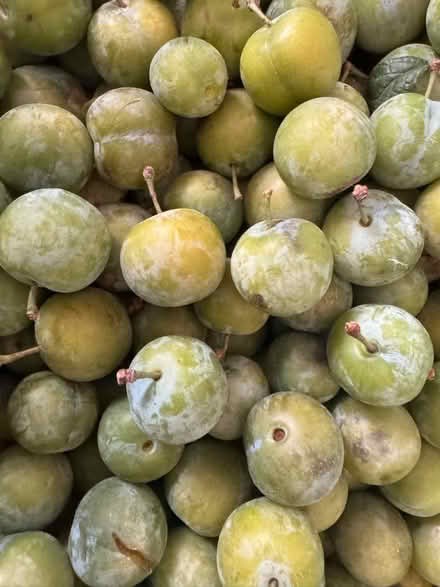 Photo of free greengage not sure if they are fully ripe (Fox Hollies B28) #1