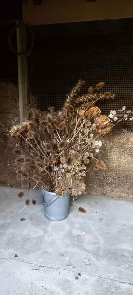 Photo of free Dried flowers (North Leverton) #4