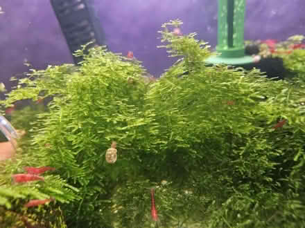 Photo of free Java moss for aquarium (Mahopac NY) #1