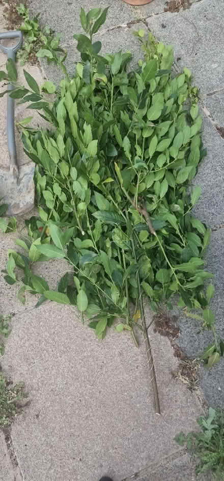 Photo of free Fresh bay leaves (Chessington KT9) #1