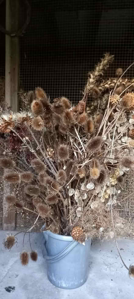 Photo of free Dried flowers (North Leverton) #3