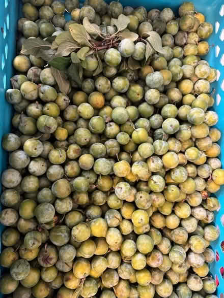 Photo of free greengage not sure if they are fully ripe (Fox Hollies B28) #2