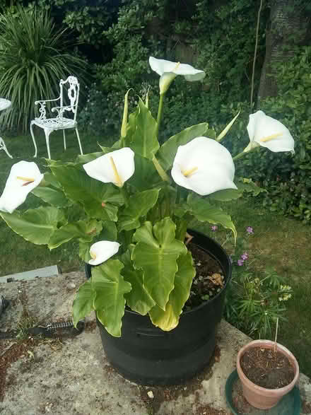 Photo of free Calla lilies - new shoots (Sonning Common RG4) #3