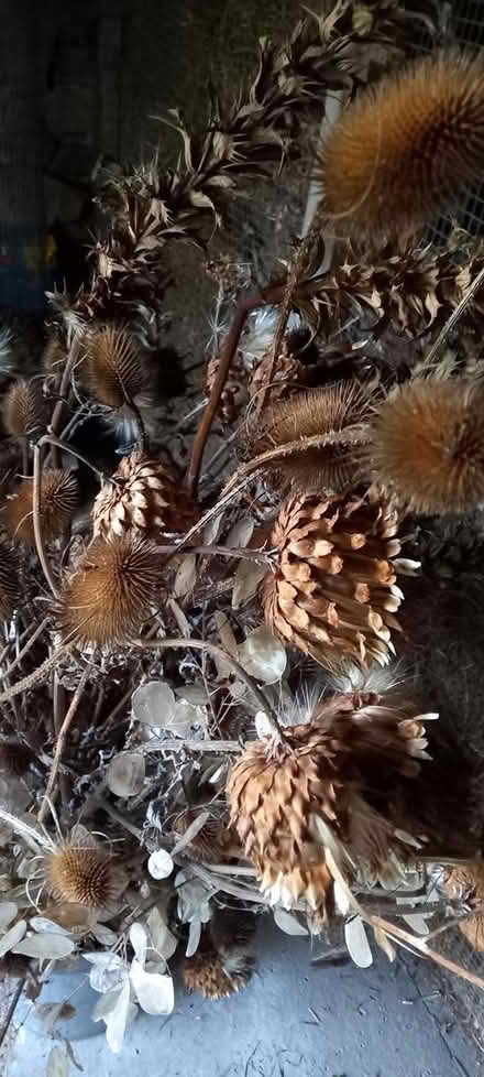 Photo of free Dried flowers (North Leverton) #2