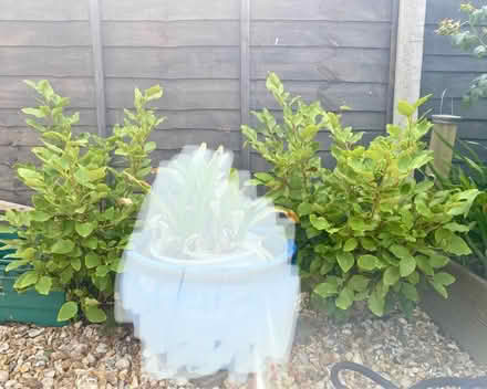 Photo of free 2 x Griselinia littoralis (Pagham PO21 4) #4