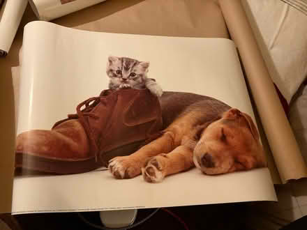 Photo of free Two posters (Highland Park) #1