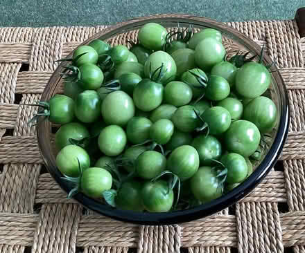 Photo of free Unripe tomatoes (Bradford on Avon BA15) #1