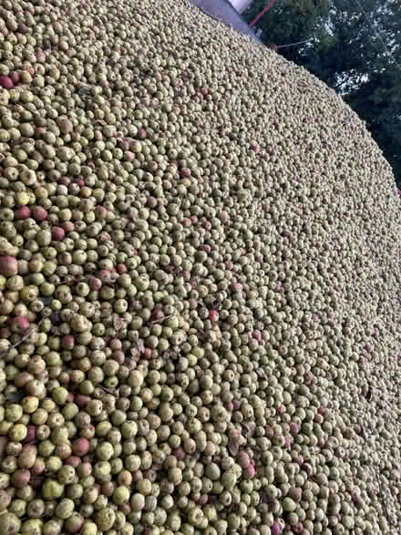 Photo of Apples (Swadlincote) #1