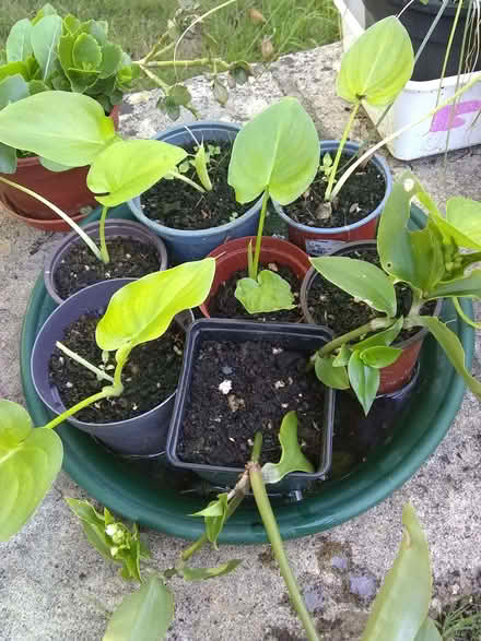 Photo of free Calla lilies - new shoots (Sonning Common RG4) #1