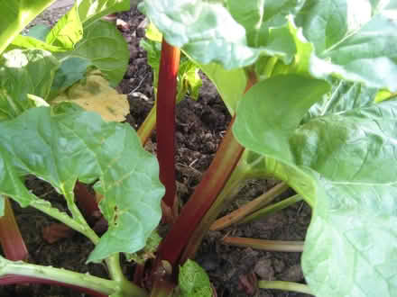Photo of free Fresh cut rhubarb (Crookham Common) #1