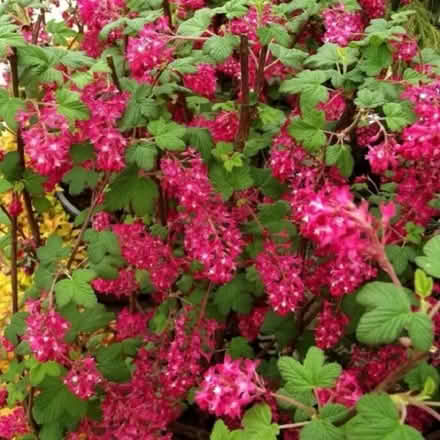 Photo of free 2 x Flowering currant plants (Pagham PO21 4) #2