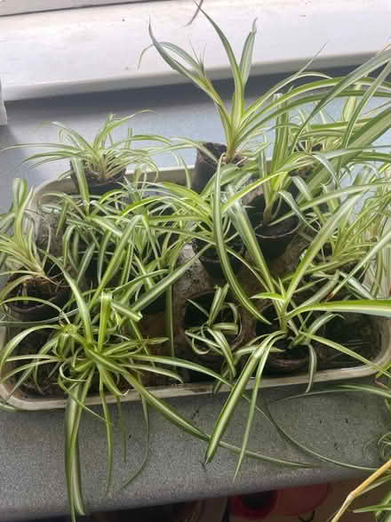 Photo of free Baby spider plants (CH49) #1