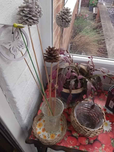 Photo of free Cactus, decorations and flower pots (Whoberley CV5) #1
