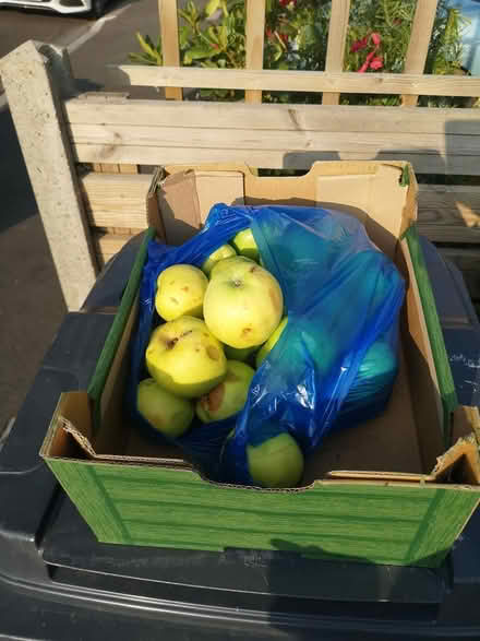 Photo of free Cooking apples (Norbury SW16) #1