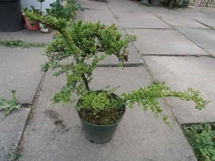Photo of free Cotoneaster plant-bonsai? (Newnham RG27) #1