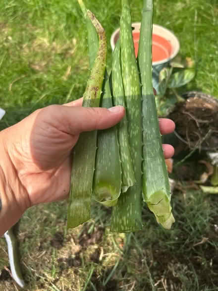 Photo of free Aloe Vera leaves (Barking IG11) #1