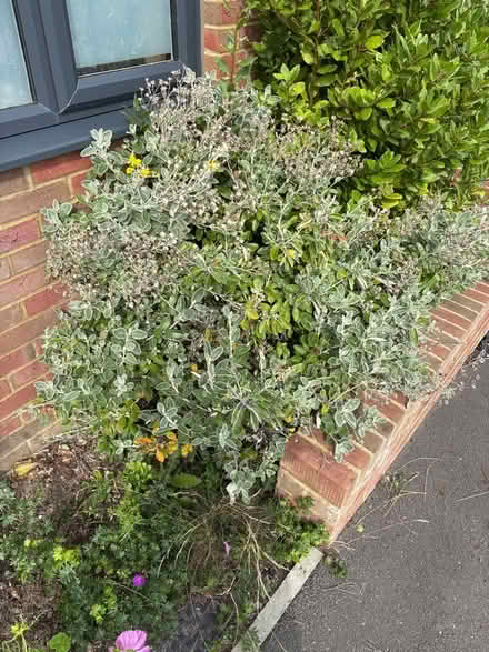 Photo of free This giant lighter bush (Broomgrove TN34) #1