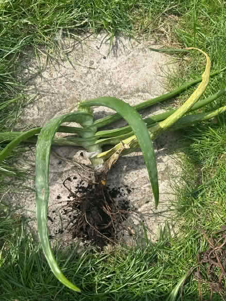 Photo of free Aloe Vera plant for propagation (Barking IG11) #1