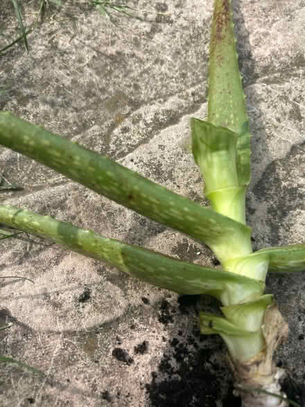 Photo of free Mid sized aloe Vera root (Barking IG11) #3