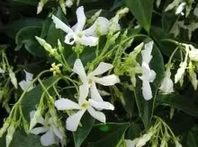 Photo of Star Jasmine (Trachelospermum jasminoides) (Liskeard PL14) #1