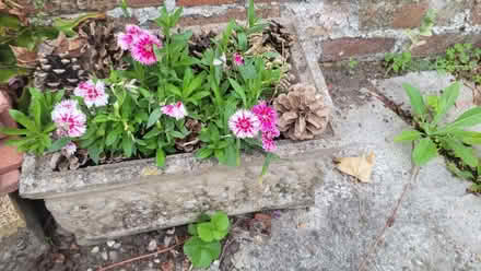 Photo of free Concrete planter (Bromley BR1) #2