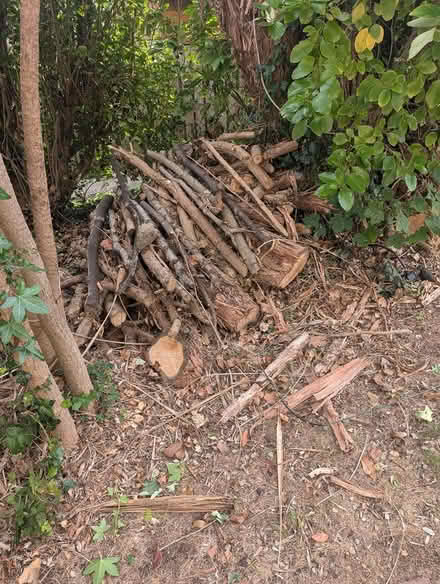 Photo of free Logs & Branches for Firewood (Dalkey) #1