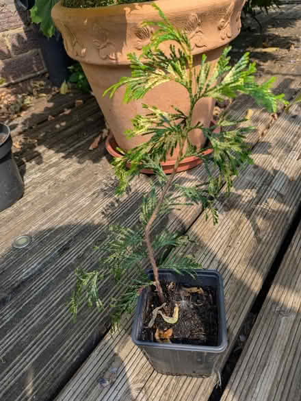 Photo of free Variegated thuja (Tonbridge TN10) #1