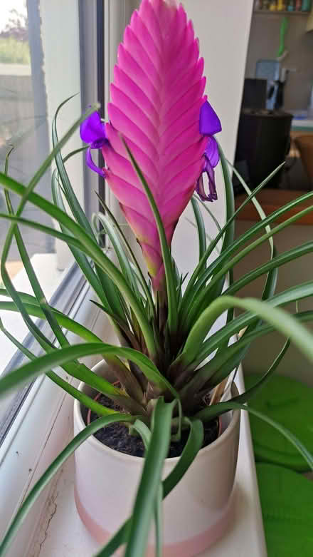 Photo of free Indoor plant (Chislehurst BR7) #2