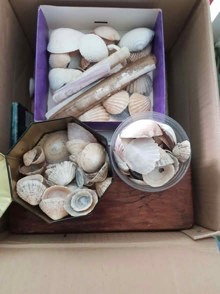 Photo of free Shells from the beach (Norton S8) #1