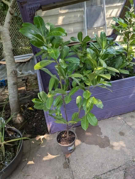 Photo of free 6x Prunus lauroceracus (Tonbridge TN10) #1