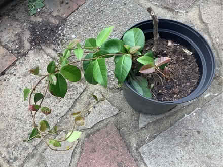 Photo of free Climbing plant (Ballards CR2) #1