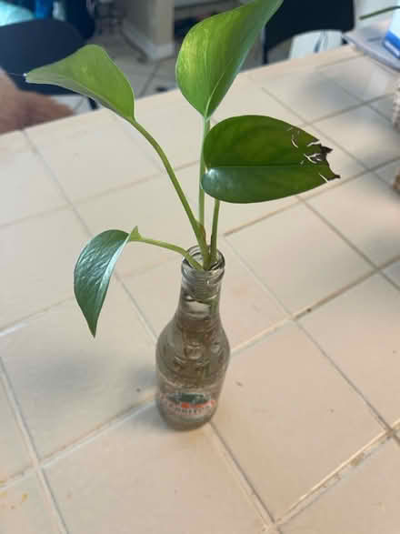 Photo of free Plants (Newhall) #3